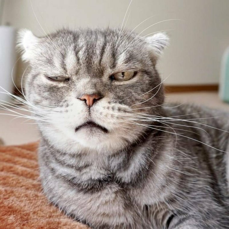 Сонная морда