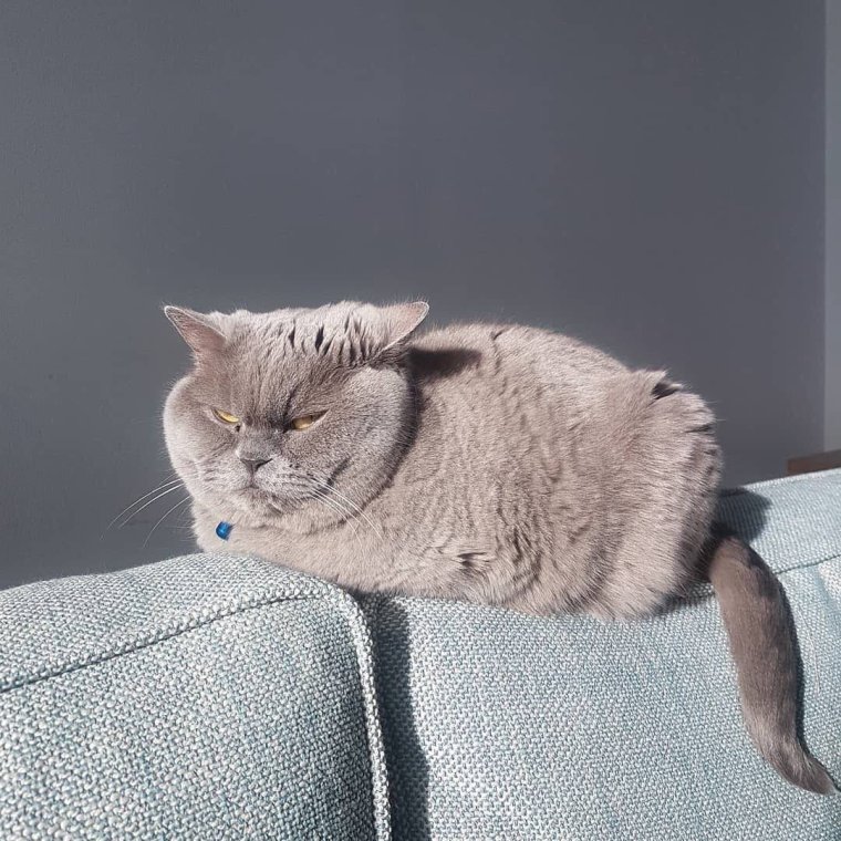 Кот понедельник