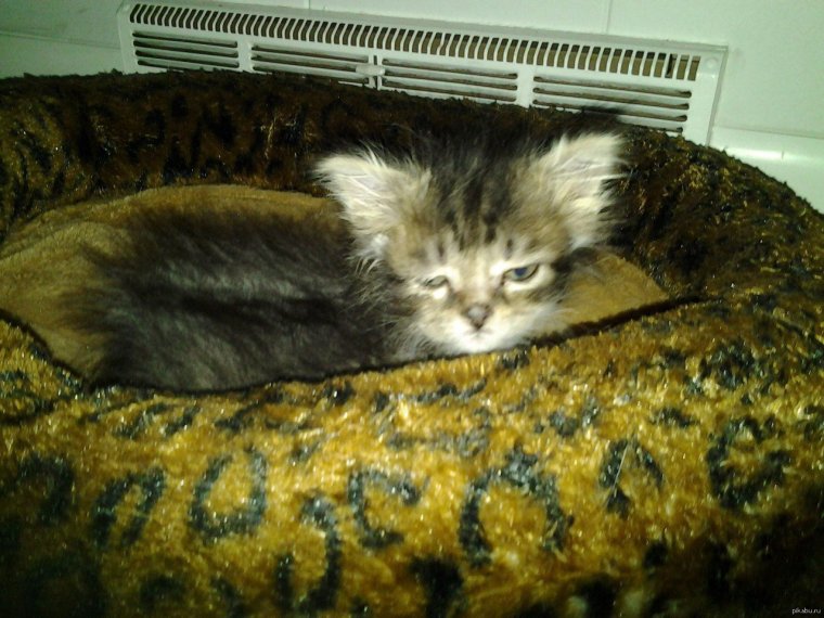 Кот утро понедельника