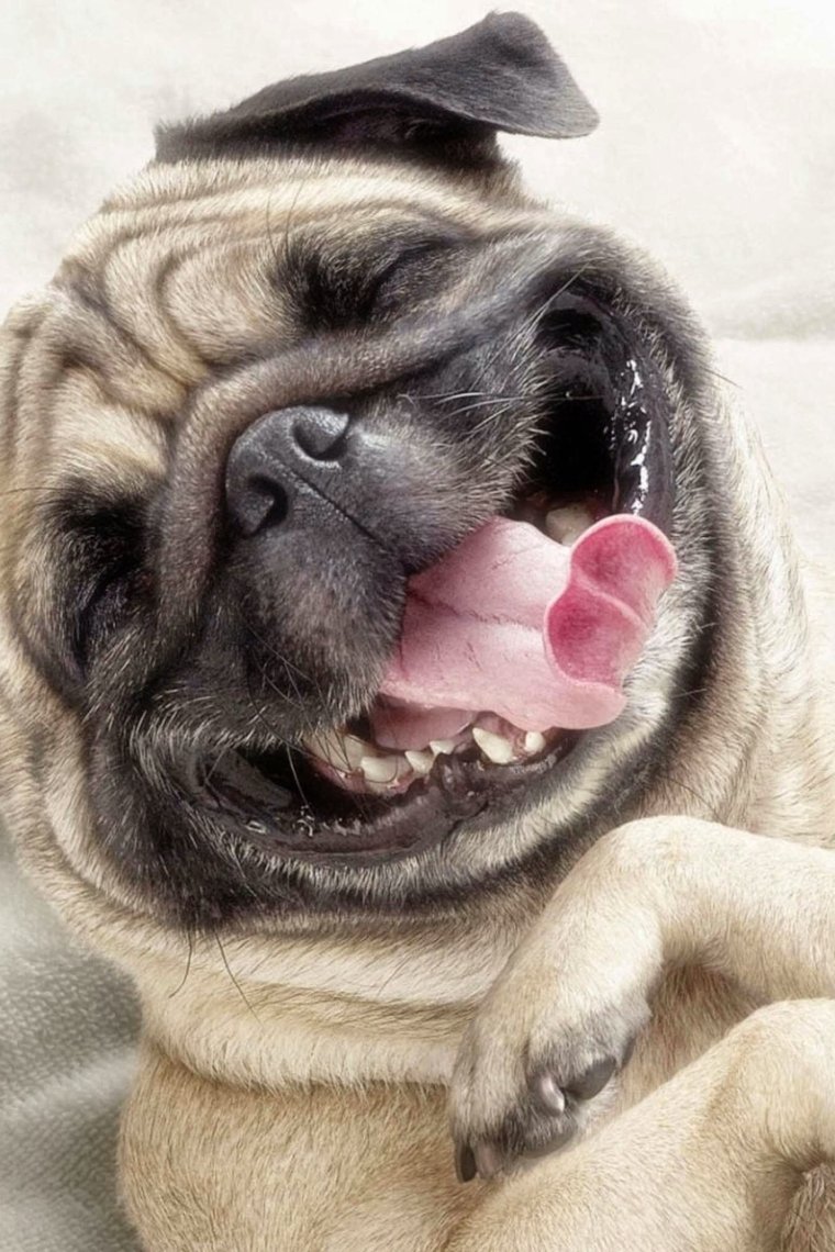 Смешные мордочки животных