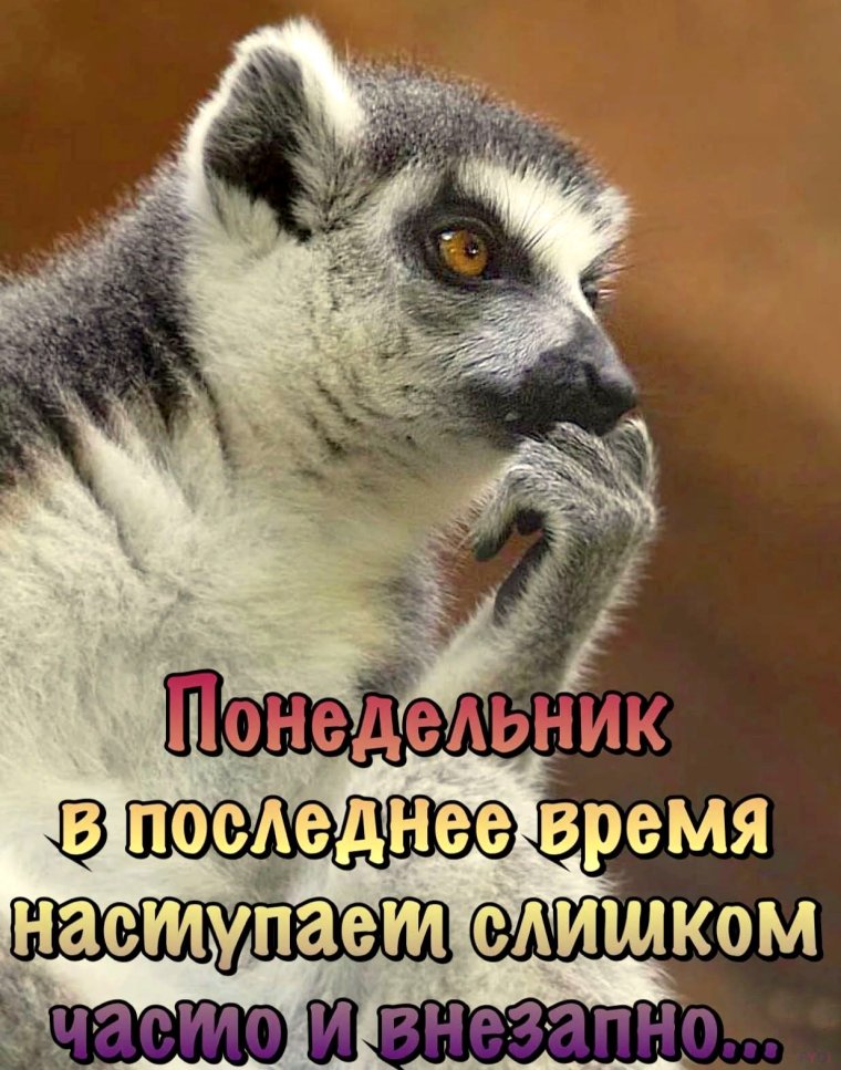 Забавные лемуры