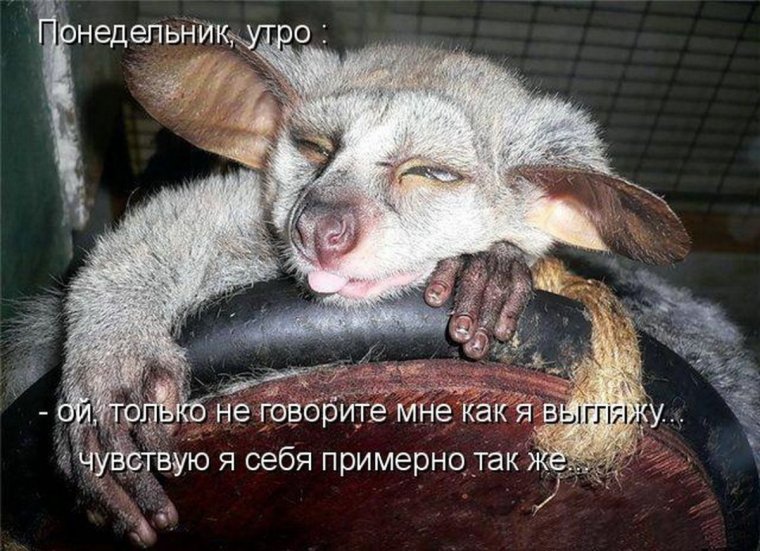 С добрым утром понедельника