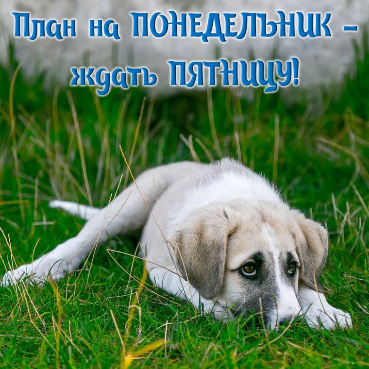 Открытки с понедельником прикольные