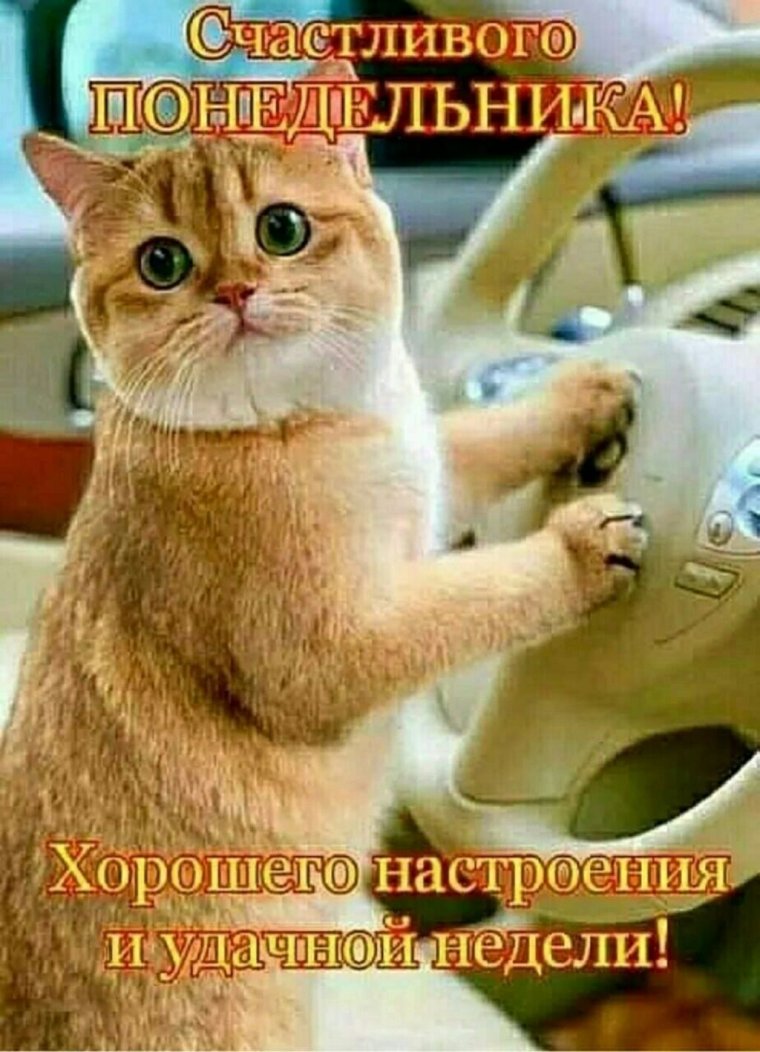 Отличного понедельника с котами