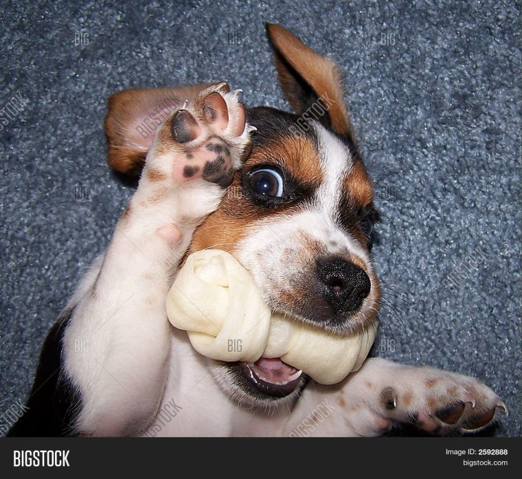 Самые смешные Бигли