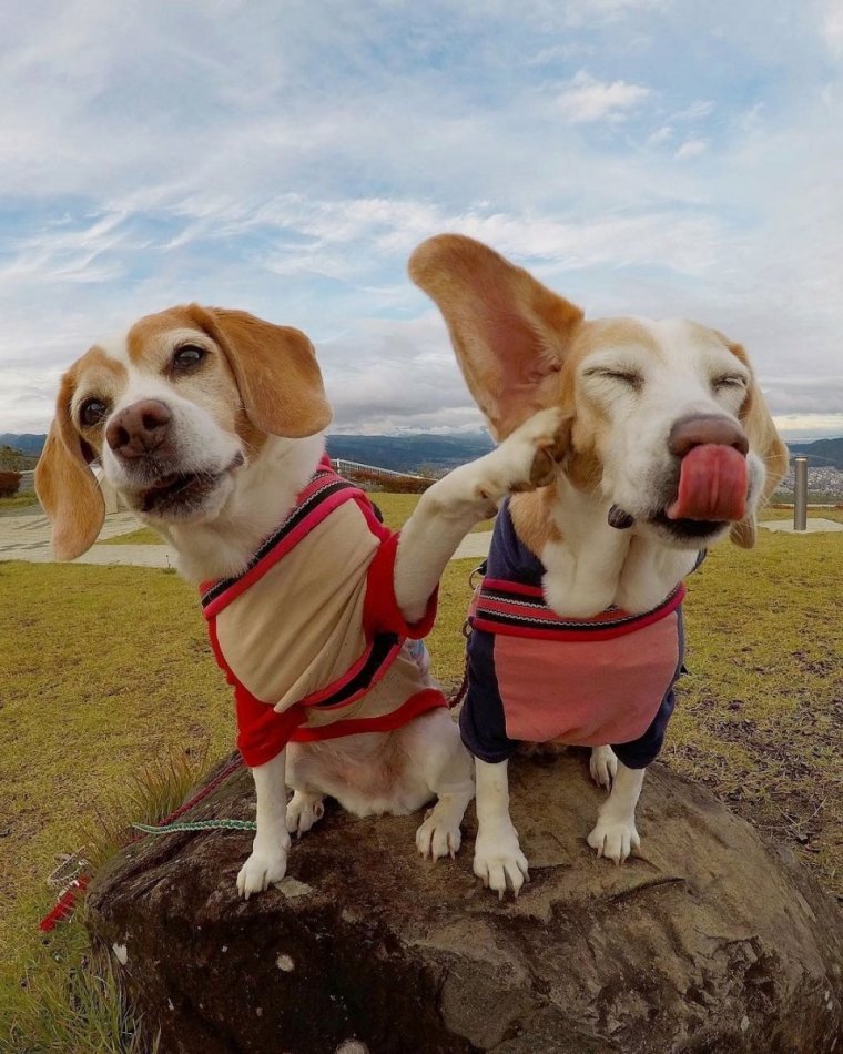 Бигль Хэппи