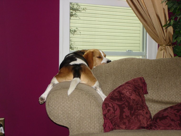 Приколы с биглем