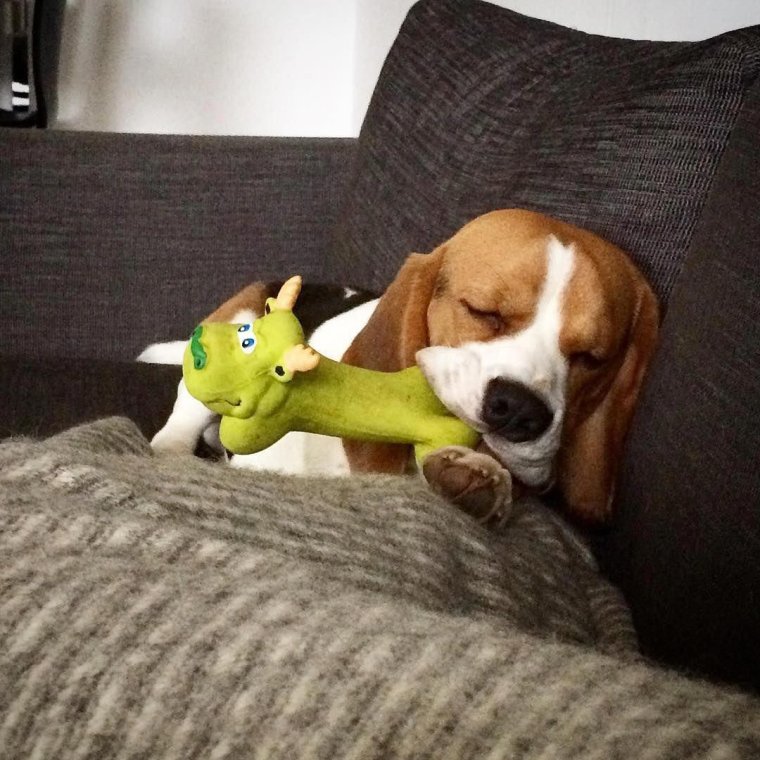 Прикольный Бигль