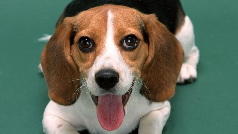 Бигль улыбается