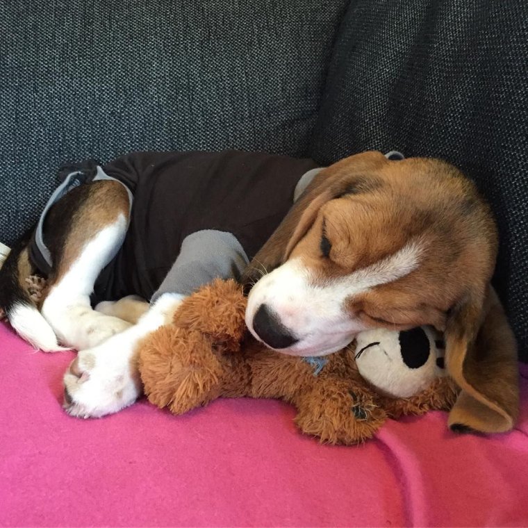 Бассет лежит