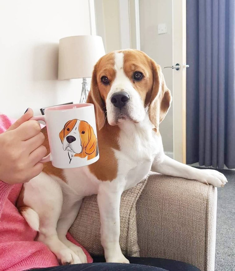 Забавные Бигли