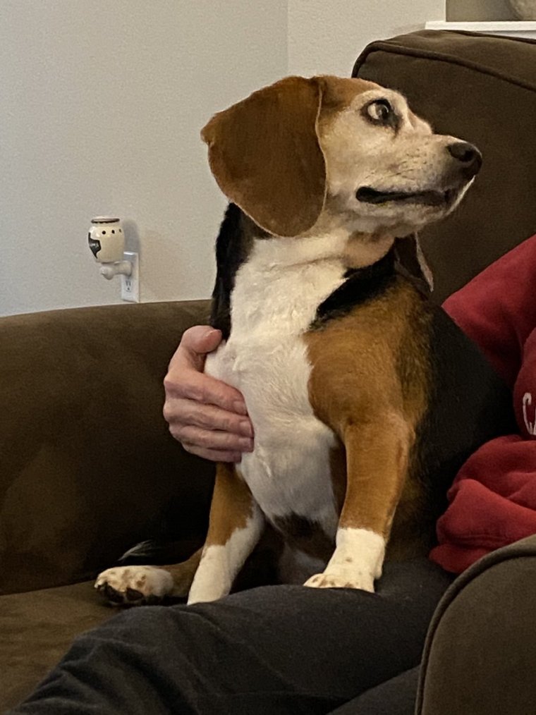 Бигль Оскар