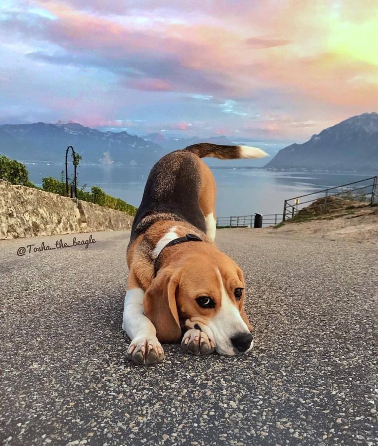 Бигль Эстетика