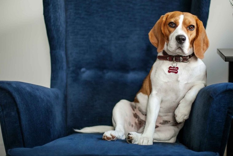 Прикольный Бигль