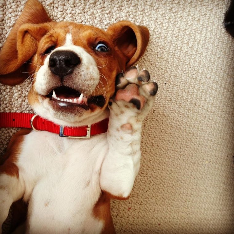 Бигль веселый