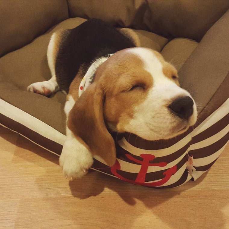 Смешной щенок бигля