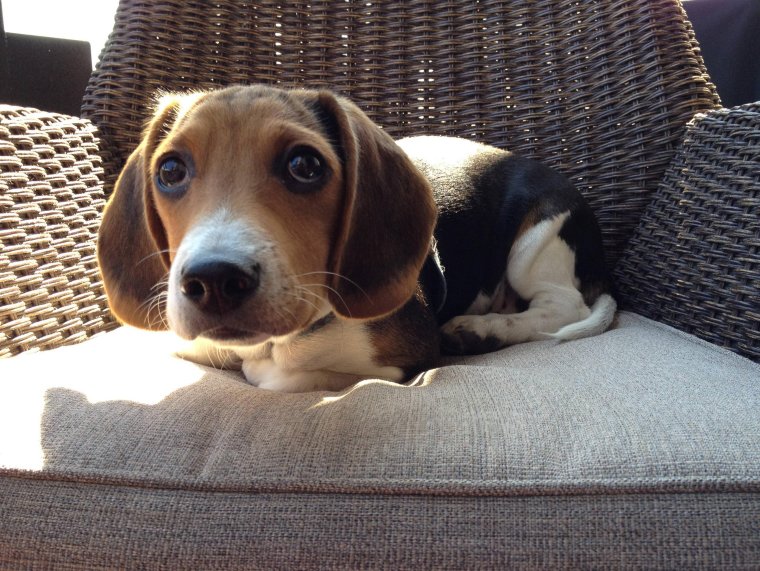 Забавный Бигль