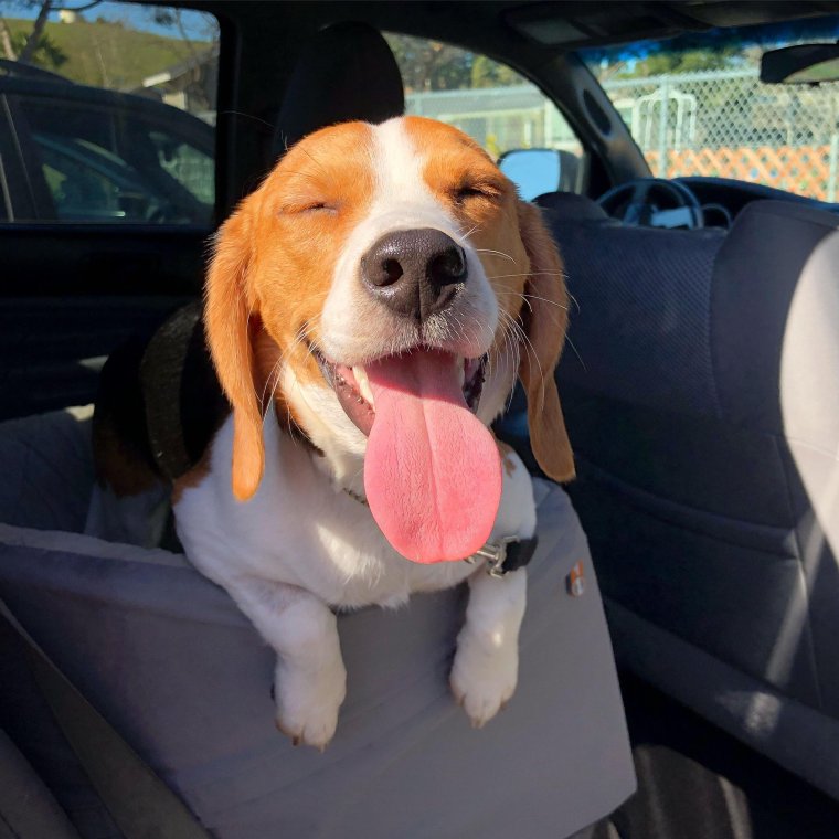 Гигантский Бигль