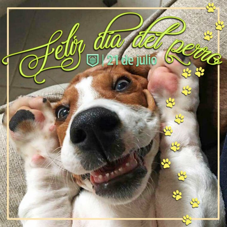 Смешной Джек Рассел