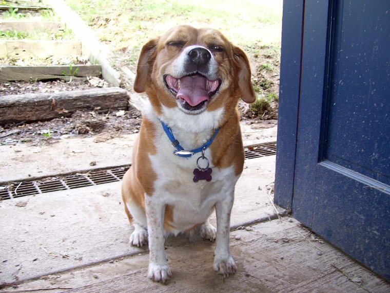 Щенок гуляет