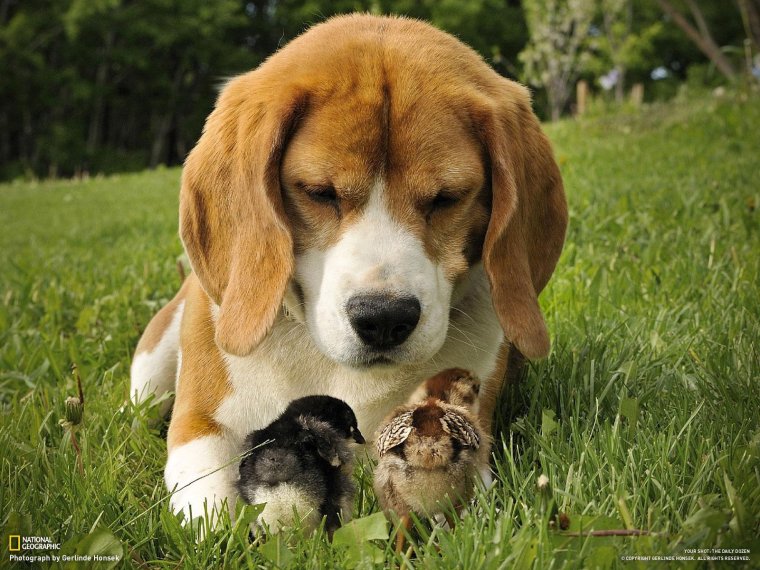 Бигль щенок