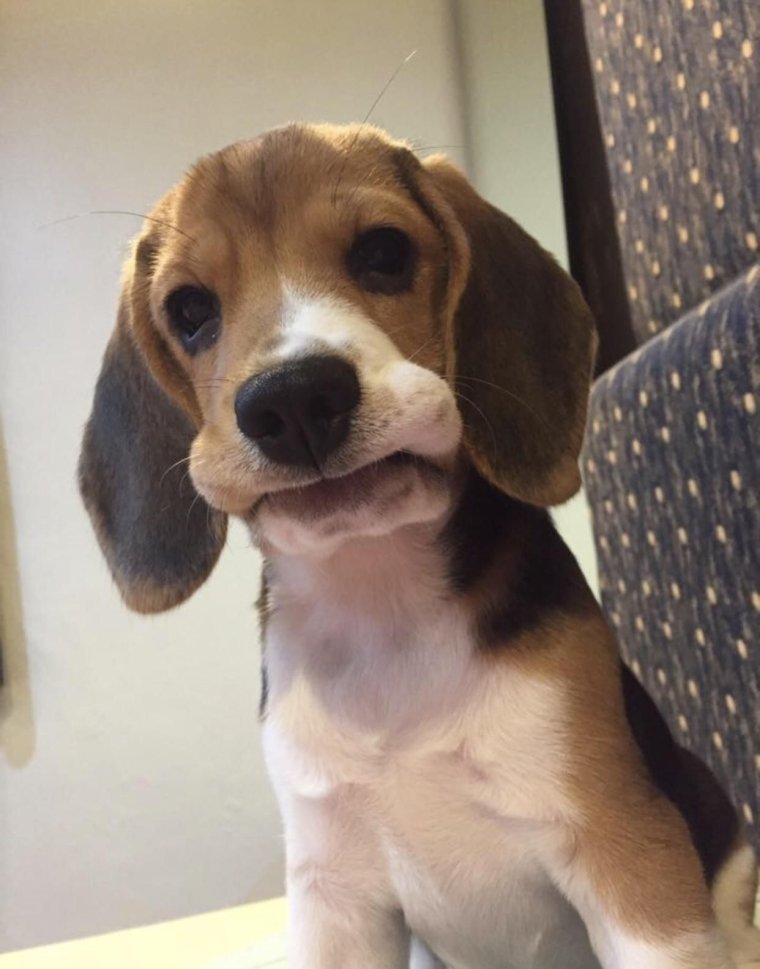 Бигль и лиса