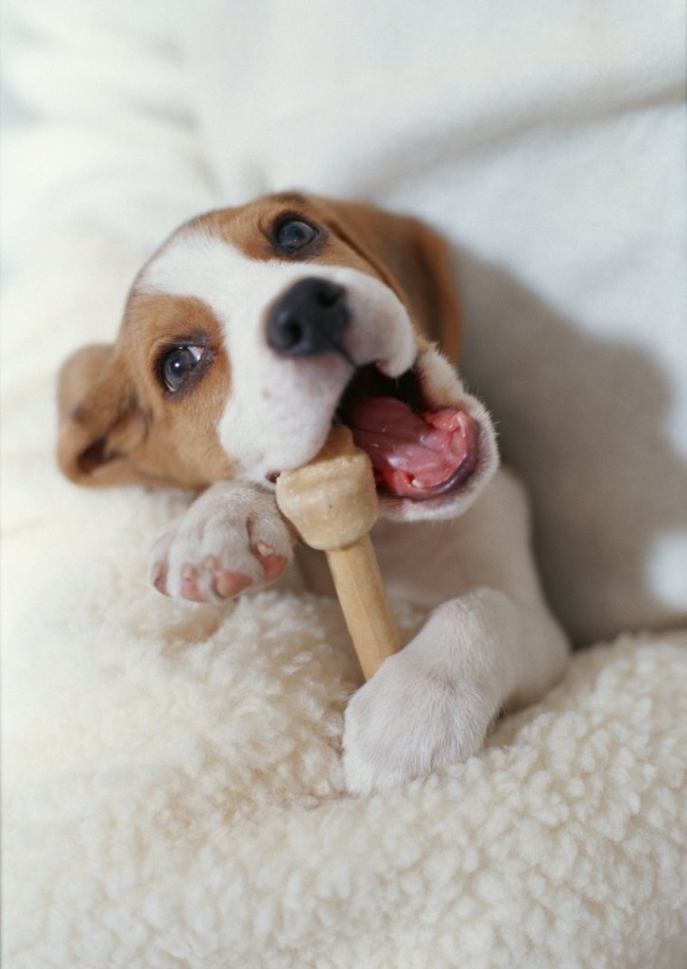 Забавный щенок