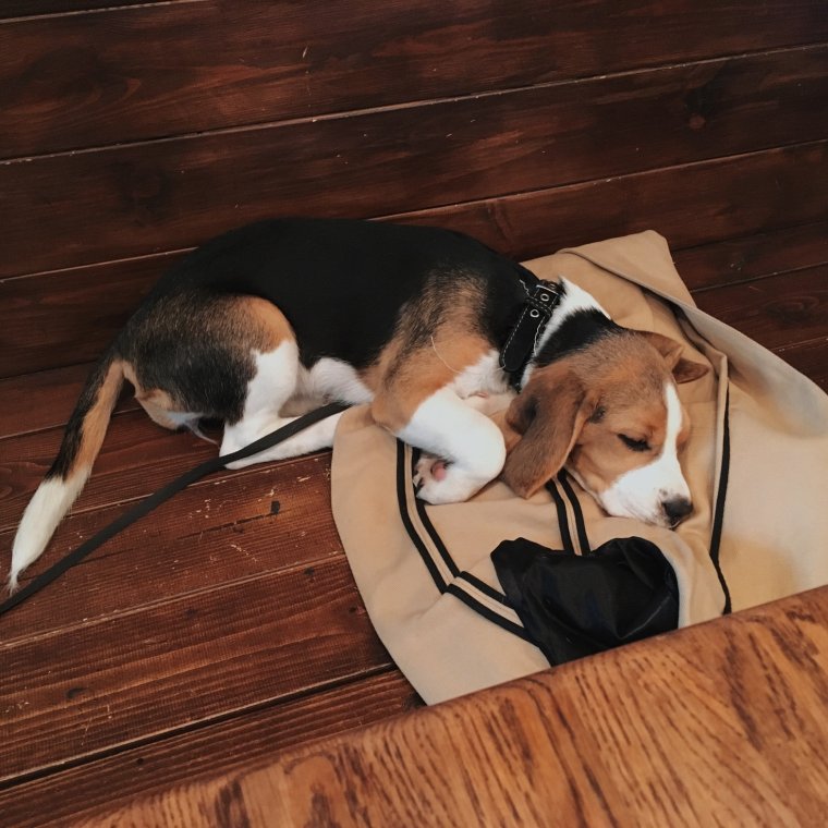 Бассет хаунд