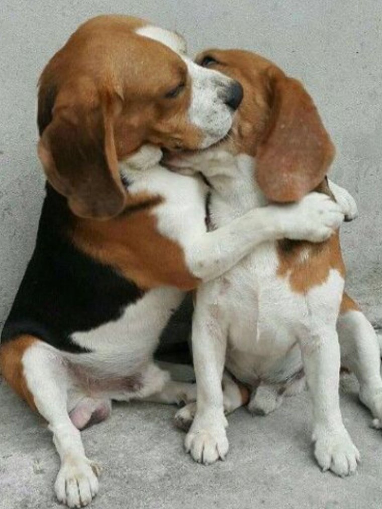 Обнимашки с собакой