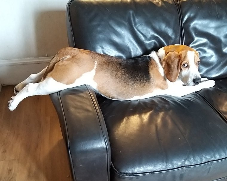 Сонный Бигль