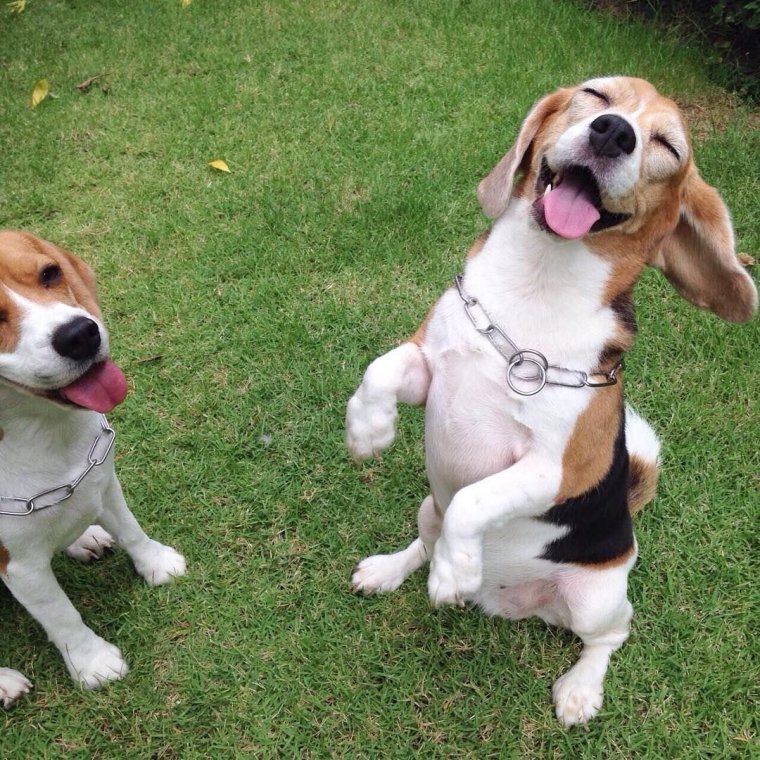 Радостный Бигль