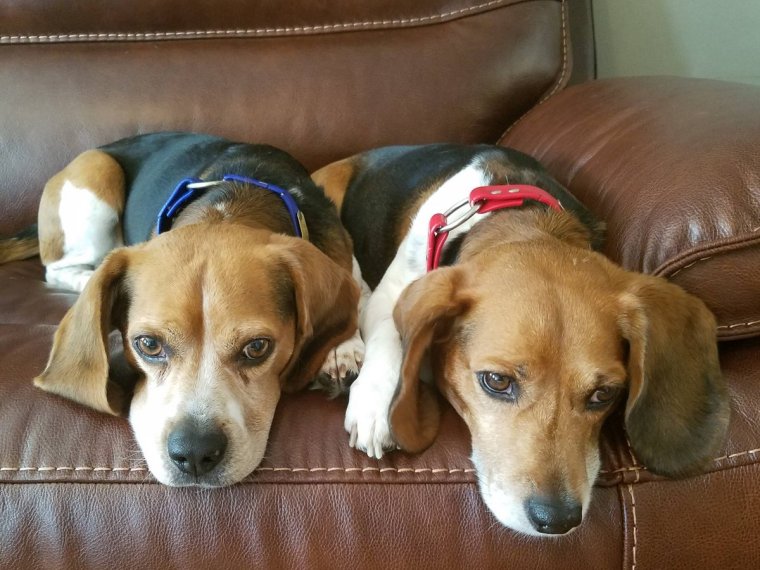 Бигль с разными глазами