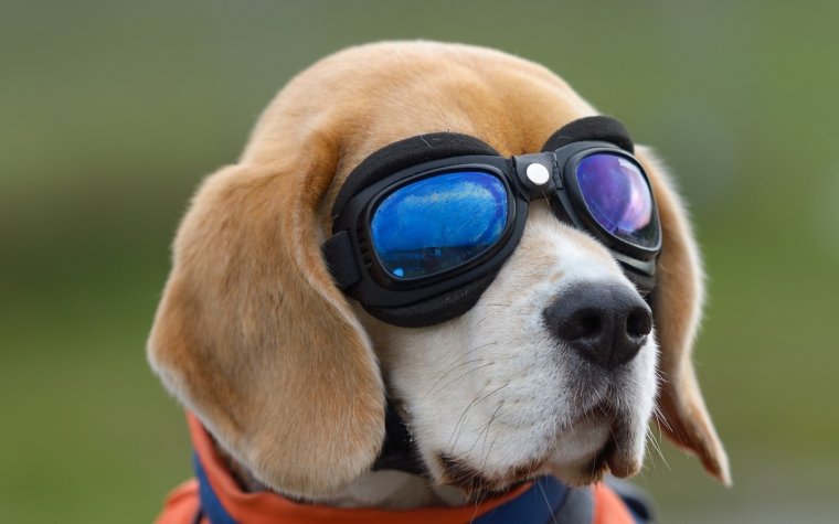 Бигль Мерль