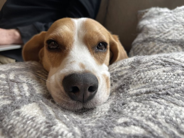 Бигль с голубыми глазами