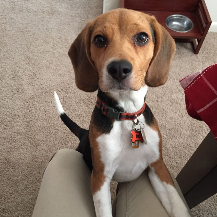 Порода Бигль