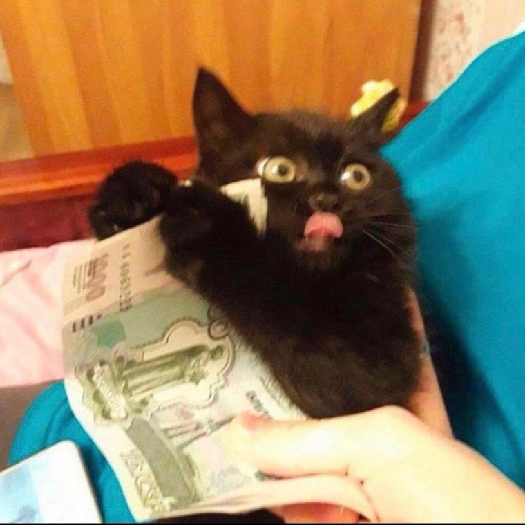 Котенок с деньгами