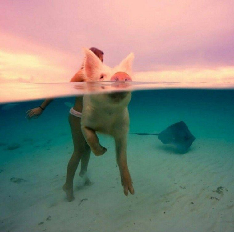 Девушка со свиньями на море