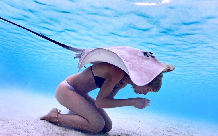 Скат плывет