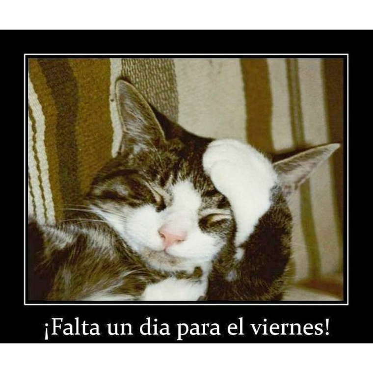 Демотиватор с перепоя