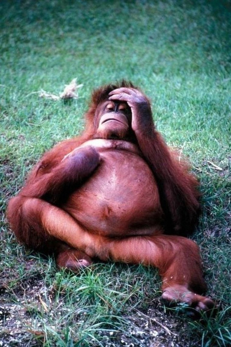 Картинки с бодуна прикольные