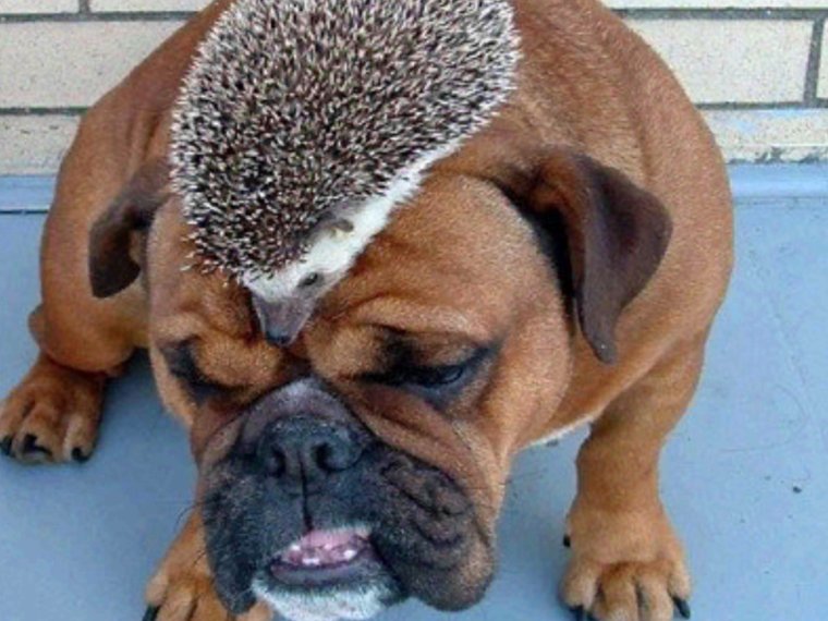 Забавные щенки с подписями