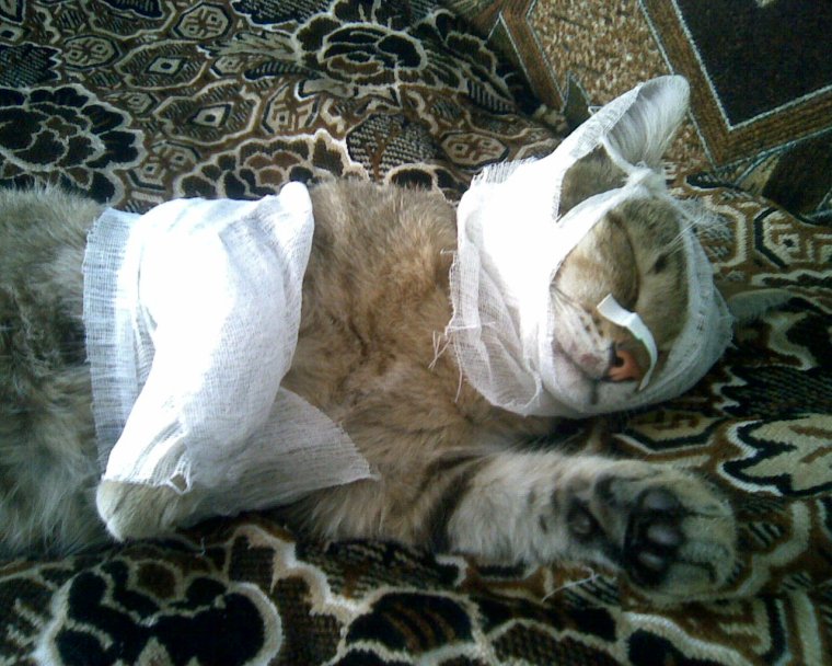 В больнице смешные кошки