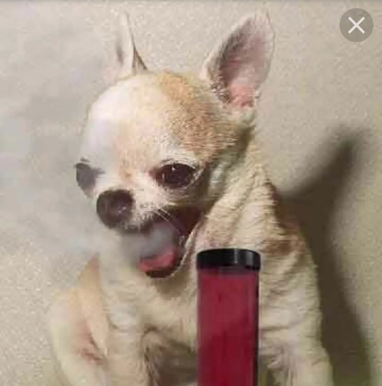 Чихуахуа с сигаретой