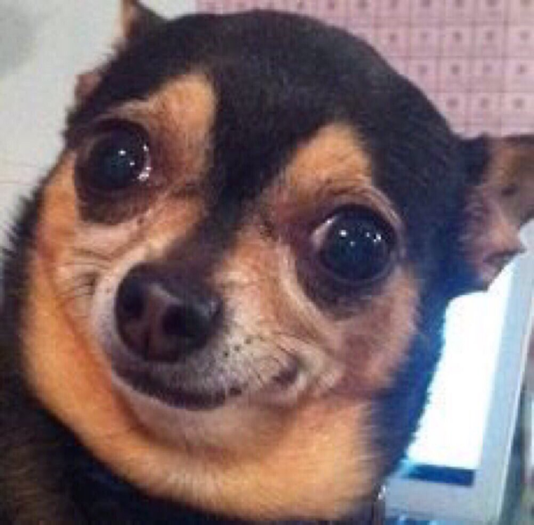 Мемы с чихуа Хуа