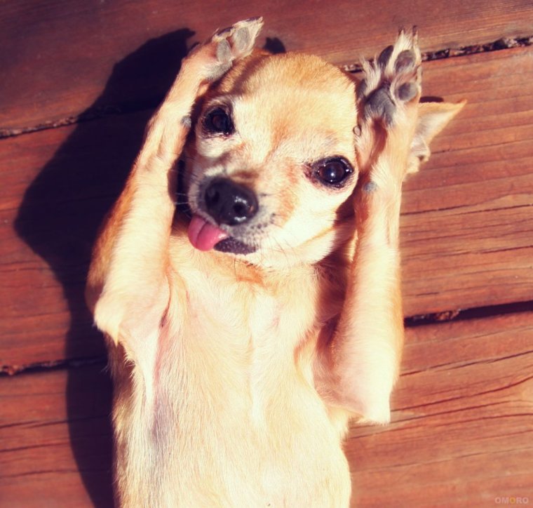 Испуганная чихуахуа