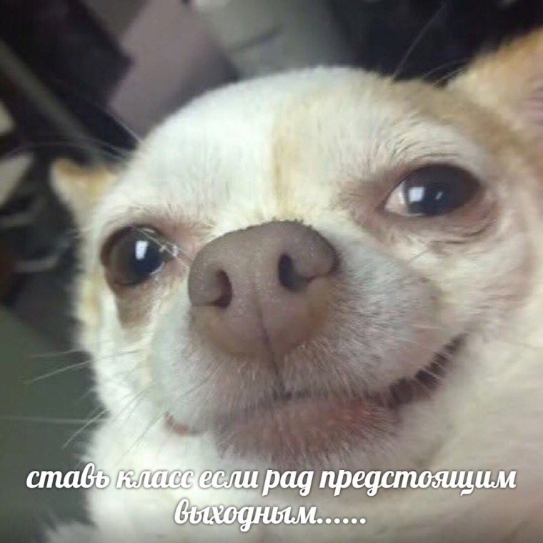 Чихуахуа из мемов