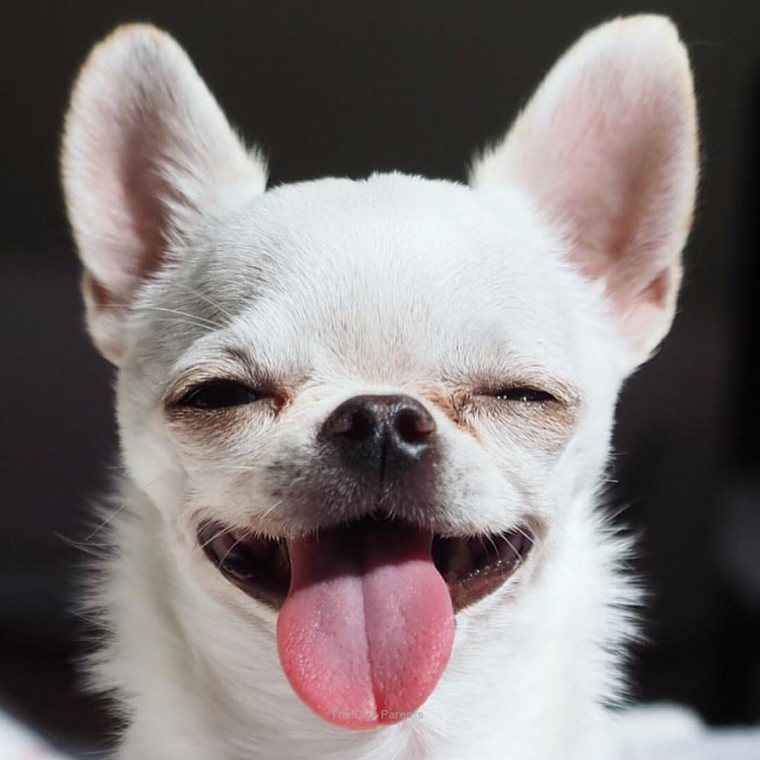 Злая чихуа собак чихуахуа собака