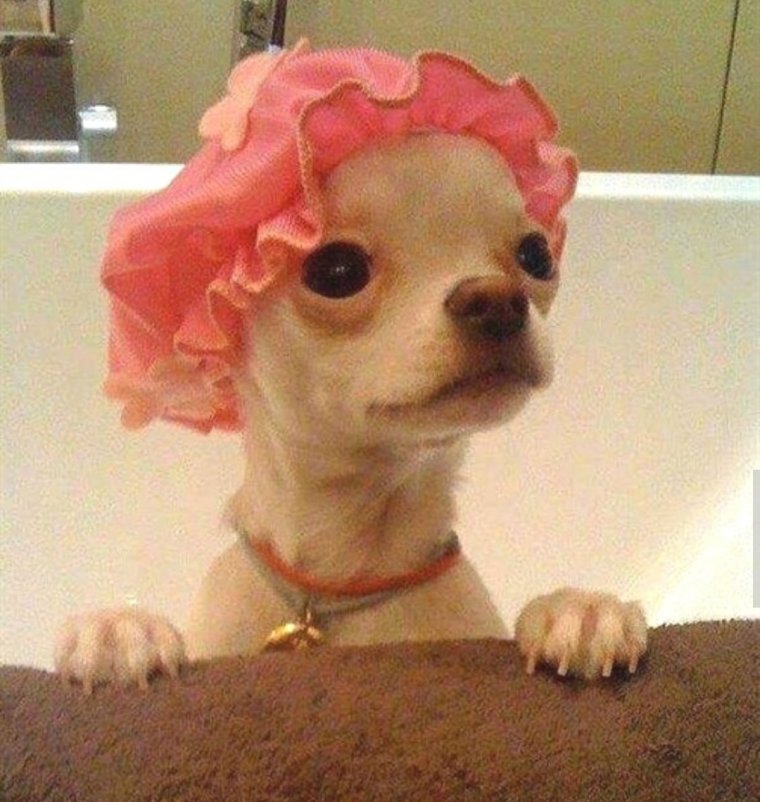 Чихуа Хуа с ножом