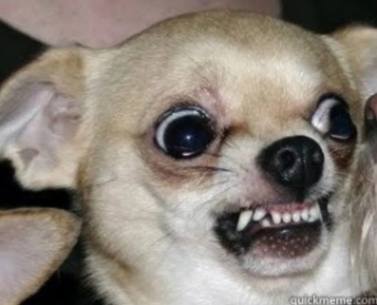 Злая собачка чихуахуа