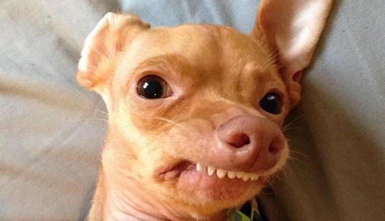Собака со смешной челюстью